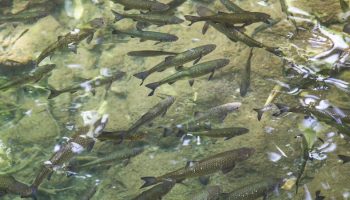 school of fish