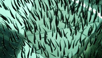 fishes in captivity