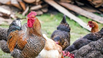 chickens hanging out