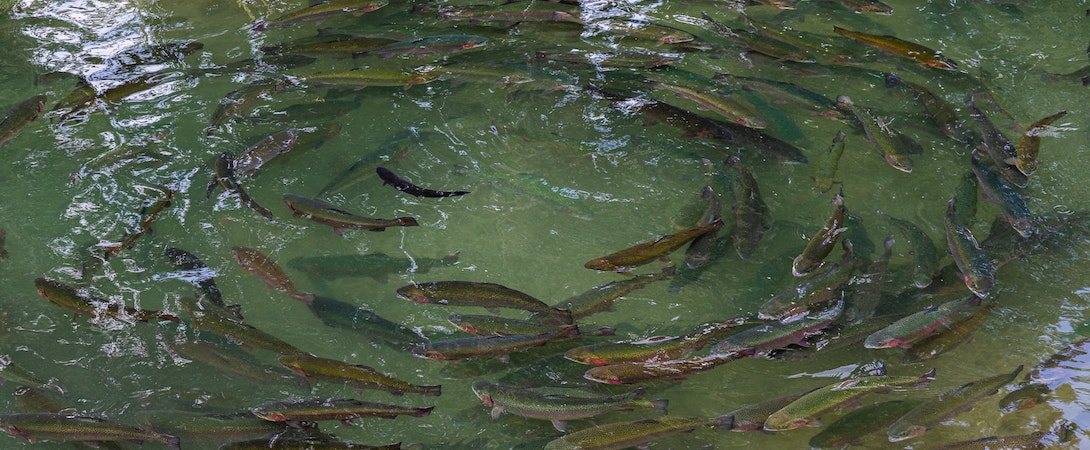 fish in farm pond