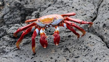 red-crab-gray-background