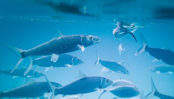 fishes-blue-background