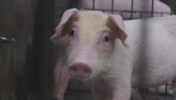 pig-with-ears-down