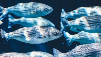 Fish swimming