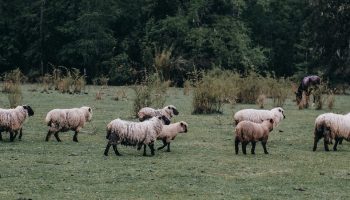 sheep-farm-chile