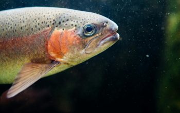 side view of rainbow trout