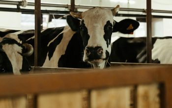 cow in farm
